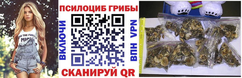 Купить  Новотитаровская  Псилоцибиновые грибы Cubensis 